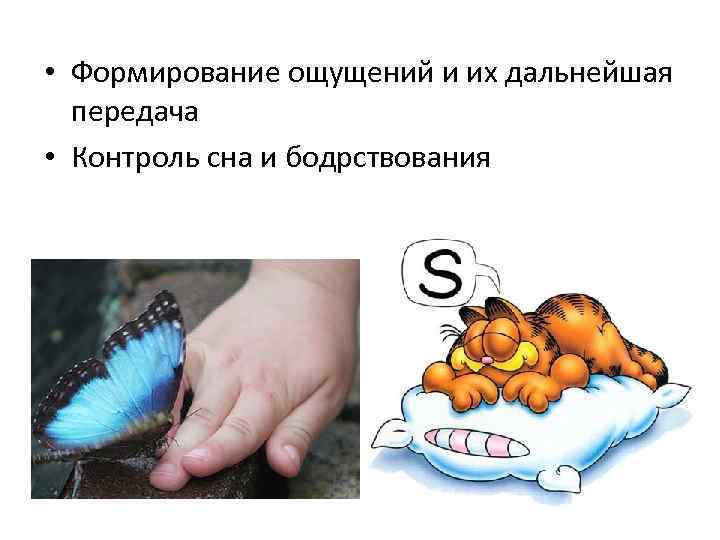  • Формирование ощущений и их дальнейшая  передача • Контроль сна и бодрствования