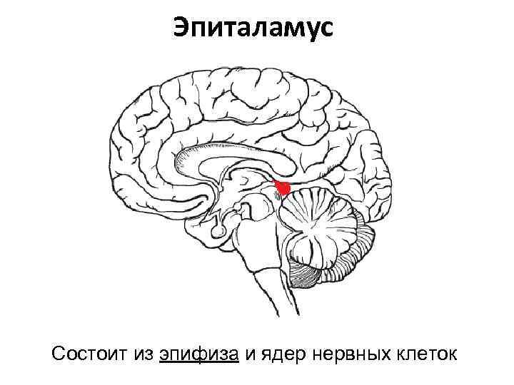 Гипофиз и эпифиз на рисунке отмечены цифрой