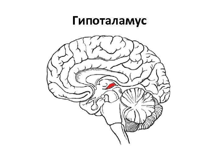 Гипоталамус. Гипоталамус рисунок. Гипоталамус на схеме мозга. Строение мозга рисунок гипоталамус.