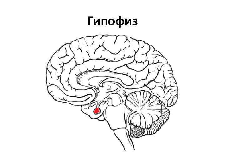 Гипофиз 