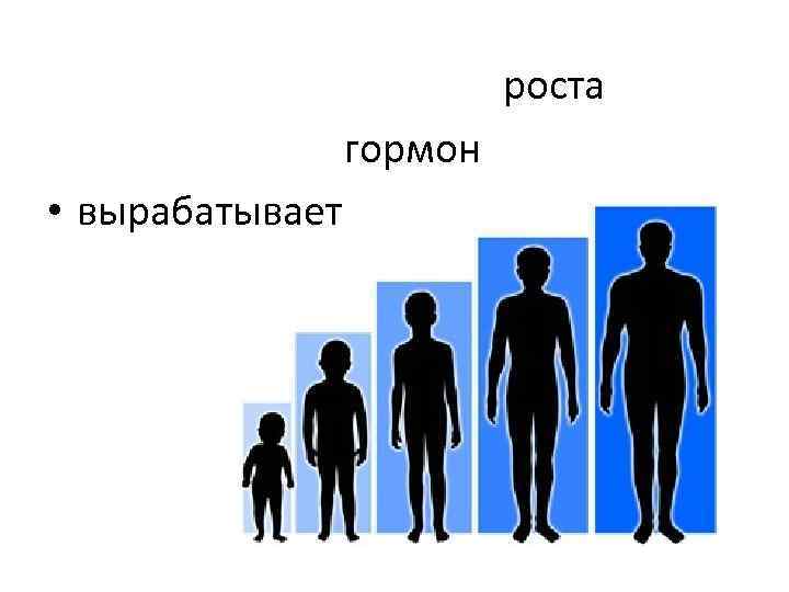     роста   гормон • вырабатывает 