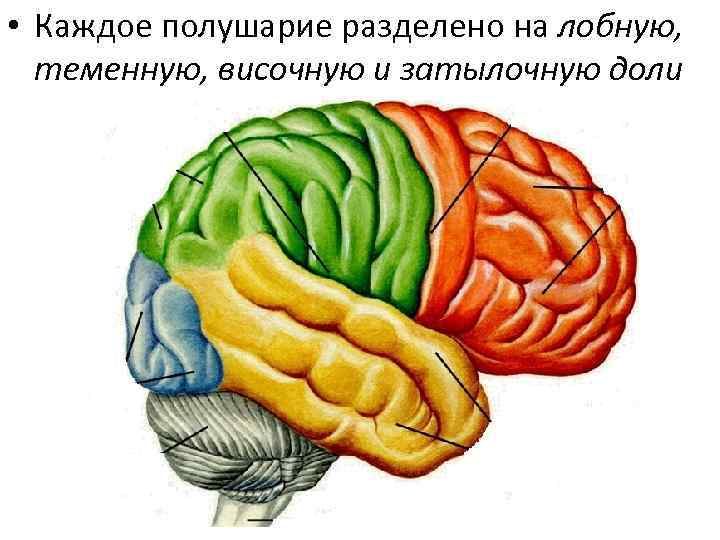  • Каждое полушарие разделено на лобную,  теменную, височную и затылочную доли 