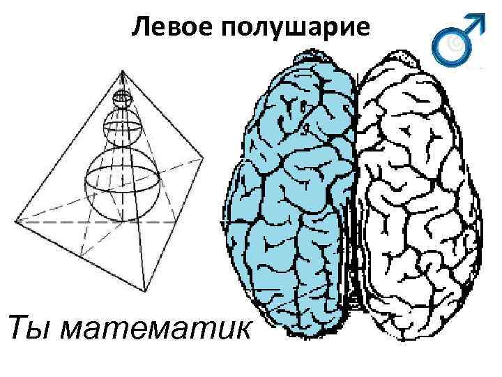  Левое полушарие Ты математик 