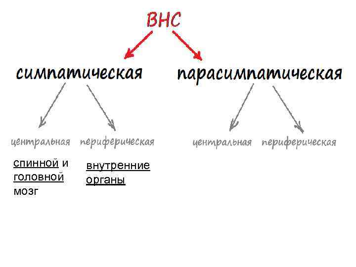 спинной и  внутренние головной  органы мозг 