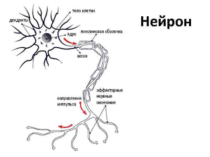 Нейрон 