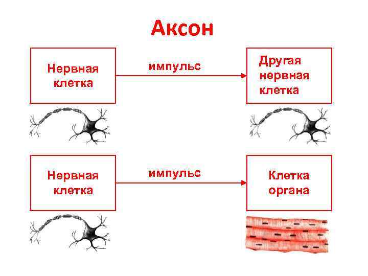    Аксон  импульс  Другая Нервная     нервная