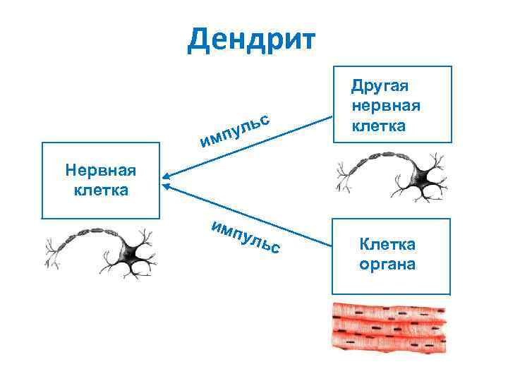    Дендрит    Другая    нервная  
