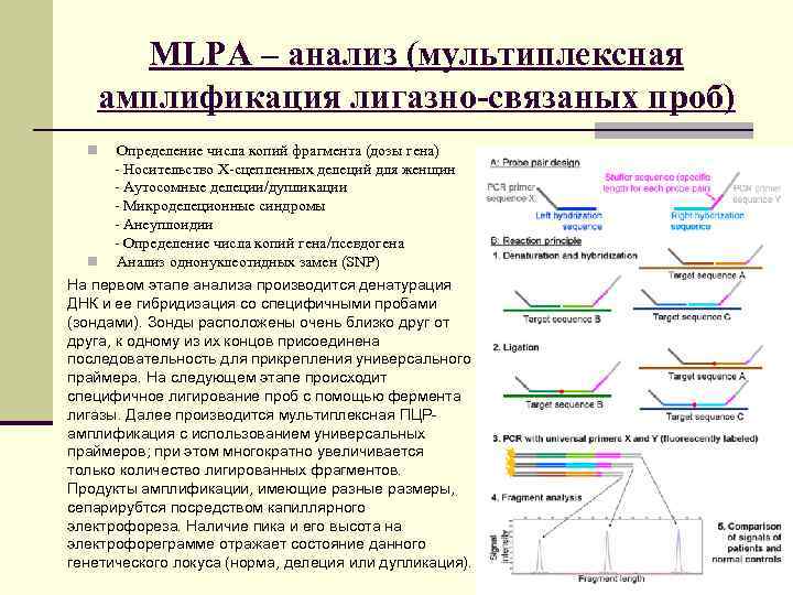 Чем отличается пцр качественный от количественного