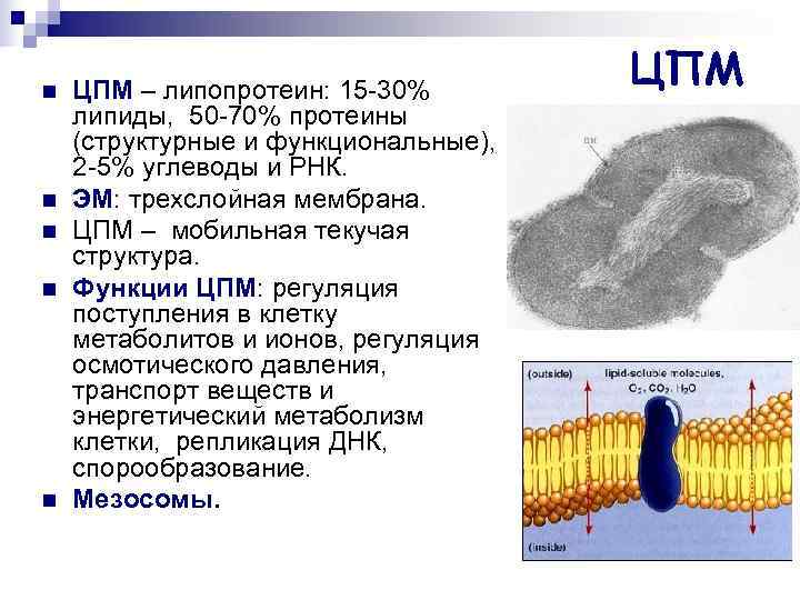 Сигнальная функция липидов. ЦПМ строение и функции. ЦПМ, ее строение, функции.. Структура ЦПМ. Функции ЦПМ.