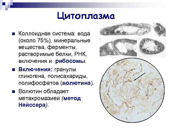 Белки цитоплазмы