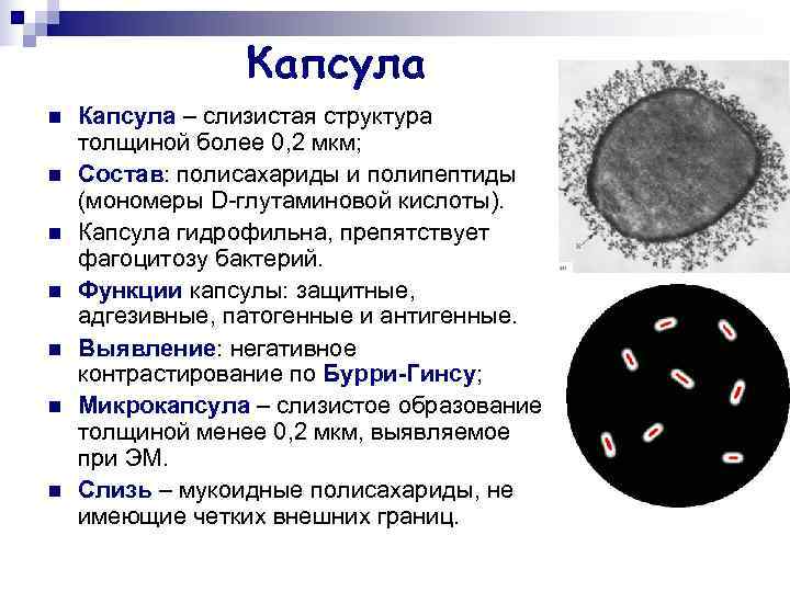 Слизистый слой бактерий. Метод окрашивания капсулы бактерий. Метод выявления капсулы у бактерий. Окраска капсул бактерий. Строение бактериальной капсулы.