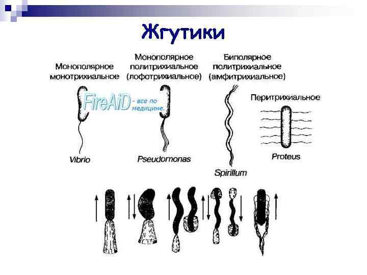 Жгутики пример. Строение жгутиков бактерий. Классификация бактерий по числу и расположению жгутиков. Строение жгутиков бактерий микробиология. Zgutiki bakteriy.