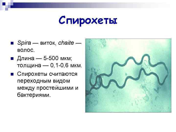 Спирохеты. Классификация спирохет микробиология. Спирохеты образуют цисты. Спирохеты строение.