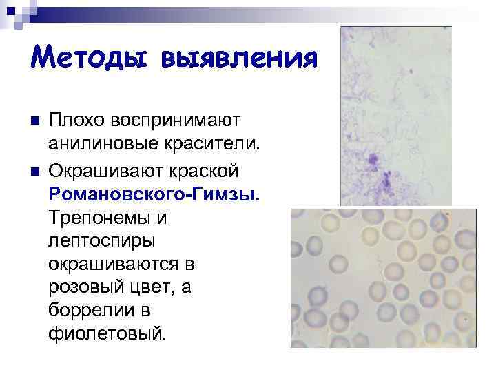 Методы обнаружения простейших образцы каких тканей берутся на исследования