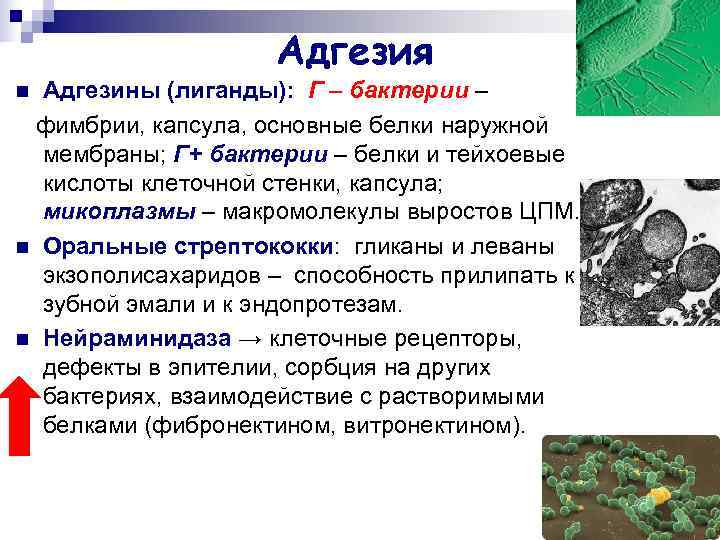     Адгезия n Адгезины (лиганды): Г – бактерии – фимбрии, капсула,