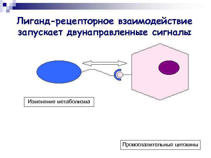 Лиганд-рецепторное взаимодействие запускает двунаправленные сигналы  Изменение метаболизма      Провоспалительные