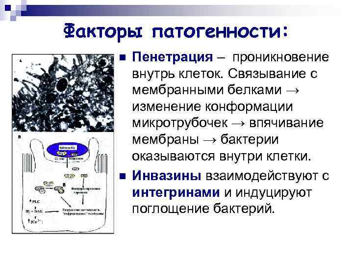 Внутрь клетки. Впячивания мембраны у бактерий. Пенетрация фактор патогенности. Проникновение бактерий внутрь клеток макроорганизма. Способы проникновения различных веществ в клетку.