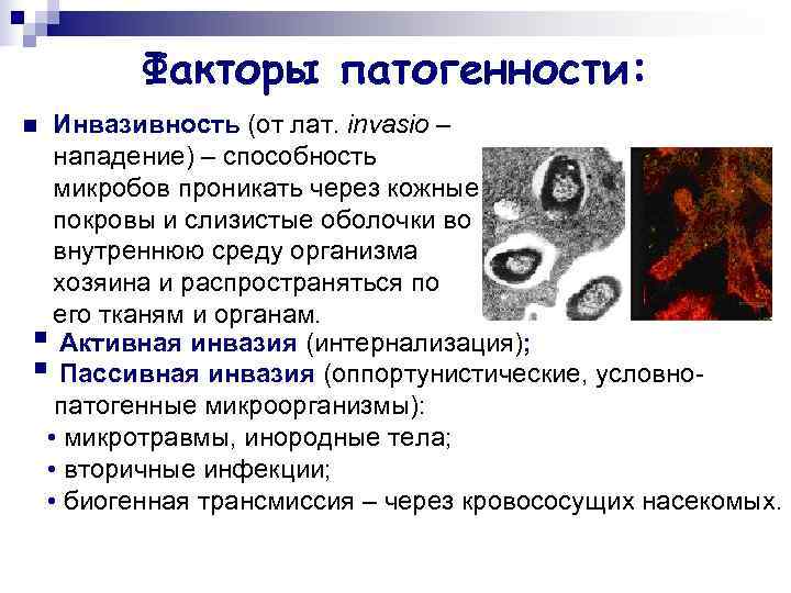 Факторы патогенности микробов