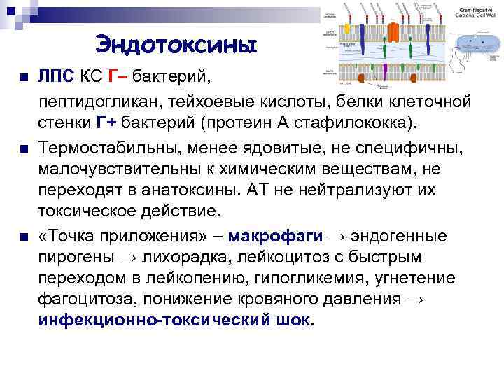    Эндотоксины n  ЛПС КС Г– бактерий, пептидогликан, тейхоевые кислоты, белки