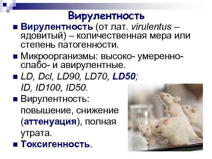   Вирулентность n Вирулентность (от лат. virulentus –  ядовитый) – количественная мера