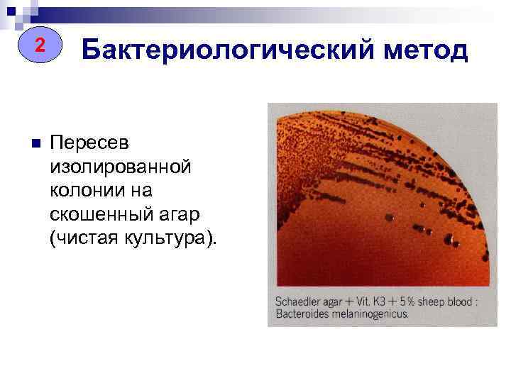 2 2 Бактериологический метод  n  Пересев изолированной колонии на скошенный агар (чистая