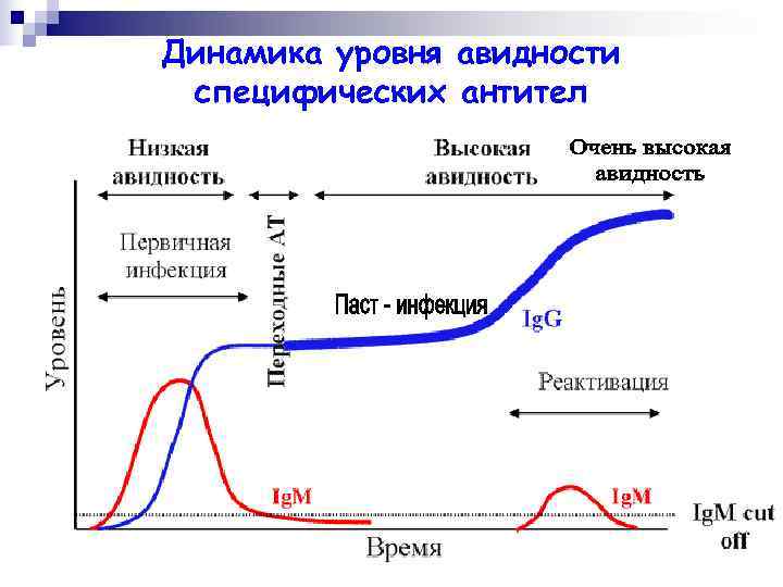 Динамика уровня авидности специфических антител 
