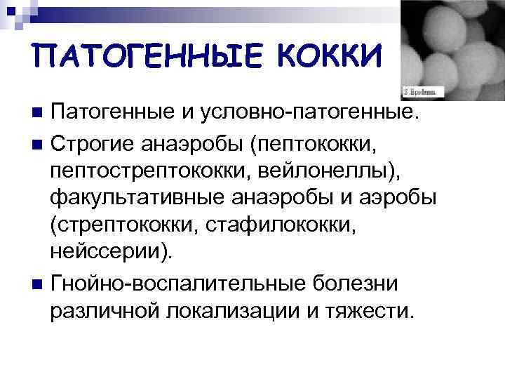 ПАТОГЕННЫЕ КОККИ n Патогенные и условно-патогенные. n Строгие анаэробы (пептококки,  пептострептококки, вейлонеллы), 