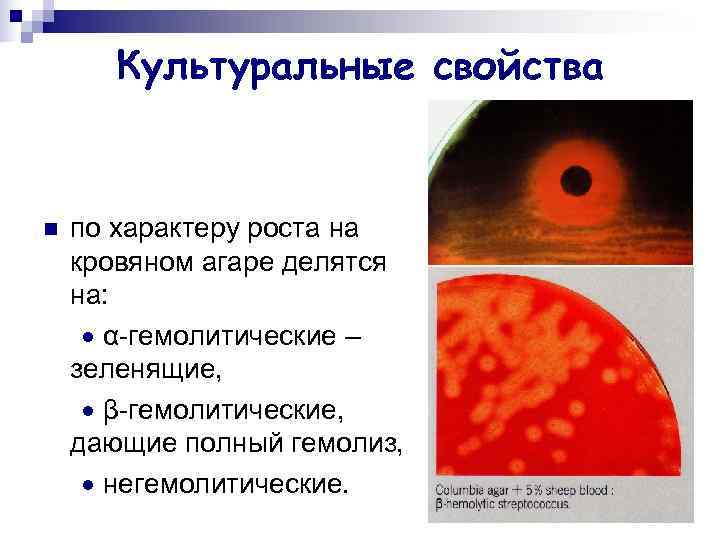   Культуральные свойства  n  по характеру роста на кровяном агаре делятся