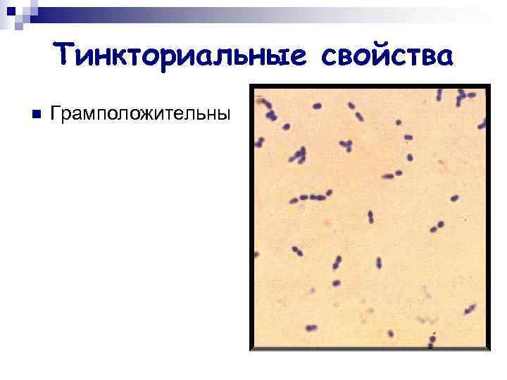   Тинкториальные свойства n  Грамположительны 