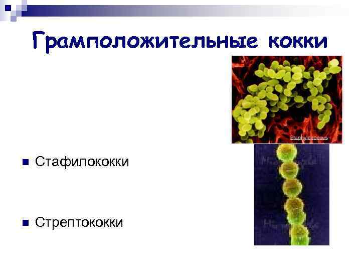   Грамположительные кокки n  Стафилококки  n  Стрептококки 