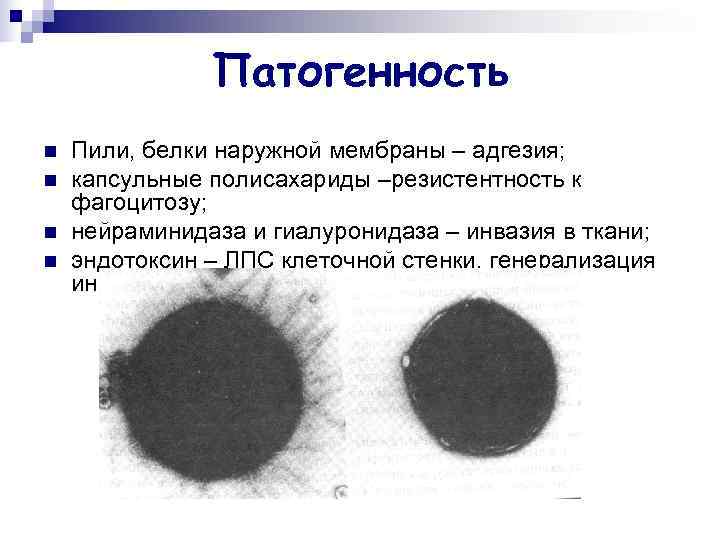     Патогенность n  Пили, белки наружной мембраны – адгезия; n