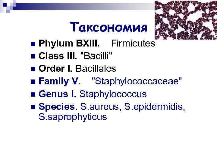   Таксономия n Phylum BXIII. Firmicutes n Class III. 