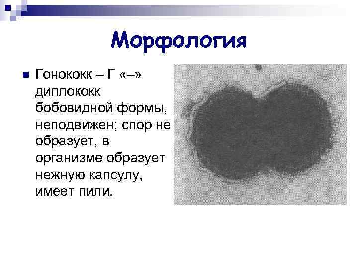    Морфология n  Гонококк – Г «–» диплококк бобовидной формы, неподвижен;