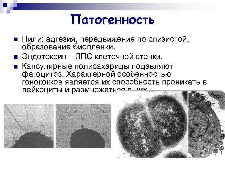     Патогенность n  Пили: адгезия, передвижение по слизистой, образование биопленки.