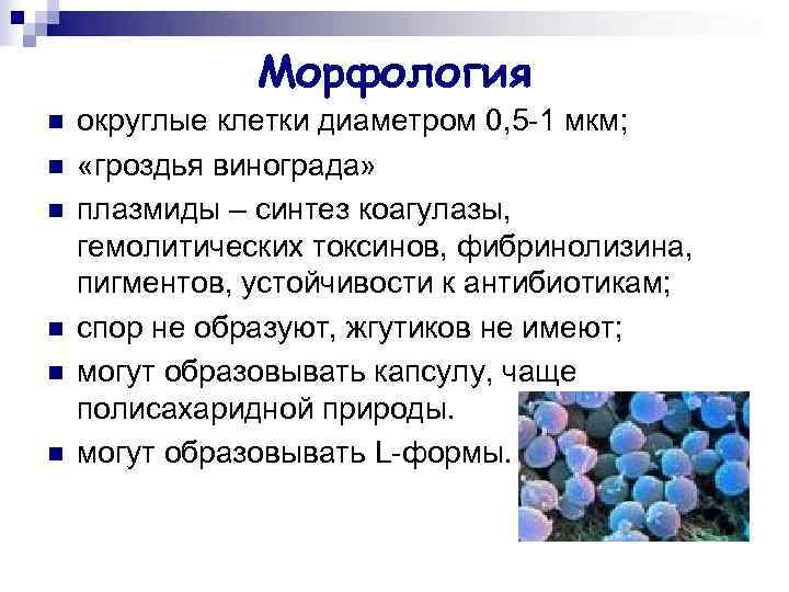     Морфология n  округлые клетки диаметром 0, 5 -1 мкм;