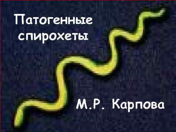 Патогенные спирохеты  М. Р. Карпова 
