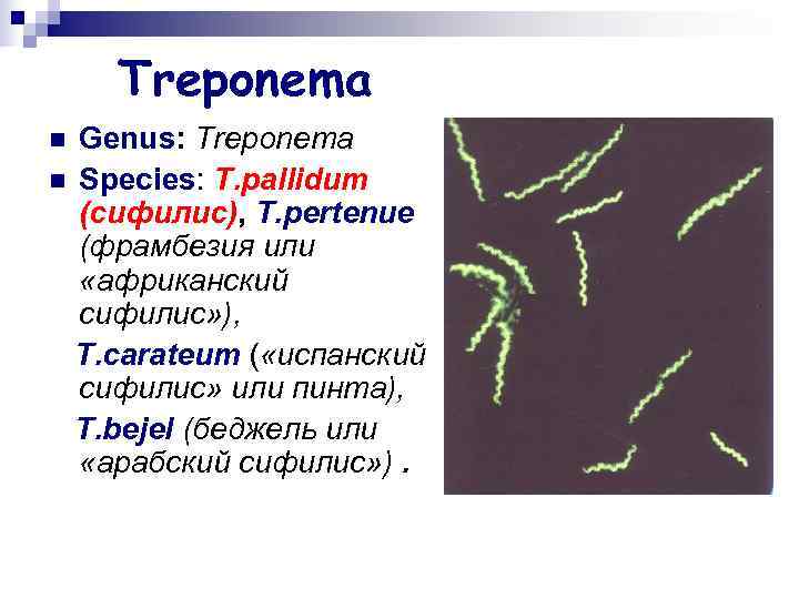   Treponema n Genus: Treponema n Species: T. pallidum  (сифилис), T. pertenue