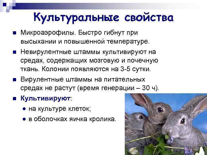   Культуральные свойства n  Микроаэрофилы. Быстро гибнут при высыхании и повышенной температуре.