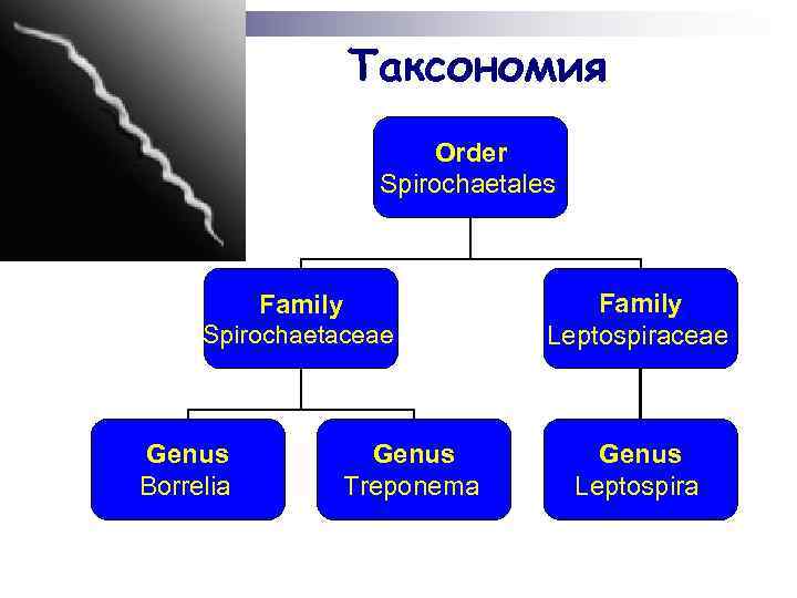     Таксономия    Order    Spirochaetales 