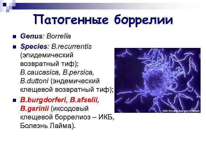   Патогенные боррелии n  Genus: Borrelia n  Species: B. recurrentis (эпидемический