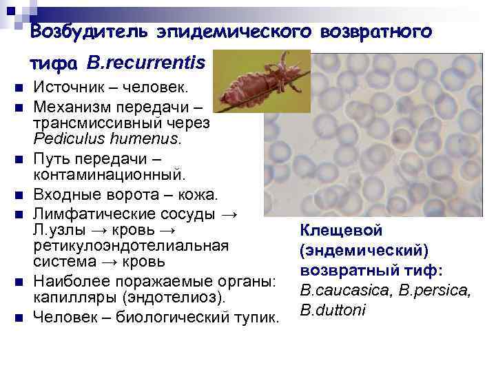   Возбудитель эпидемического возвратного тифа B. recurrentis n  Источник – человек. n