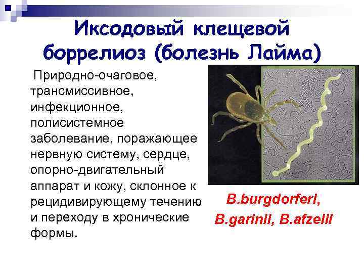  Иксодовый клещевой  боррелиоз (болезнь Лайма) Природно-очаговое, трансмиссивное, инфекционное, полисистемное заболевание, поражающее нервную