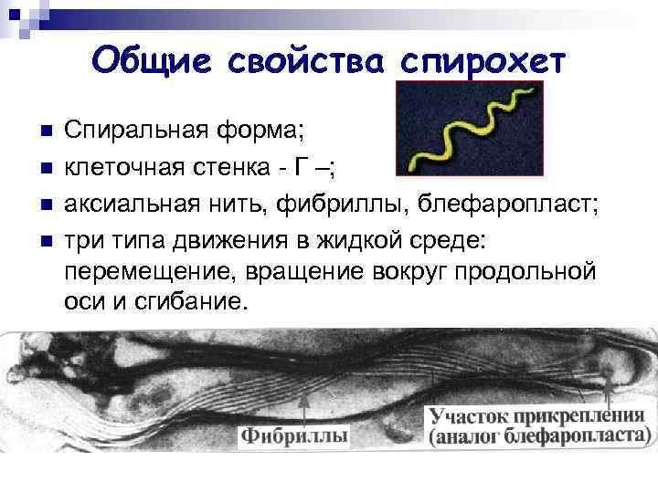  Общие свойства спирохет n  Спиральная форма; n  клеточная стенка - Г