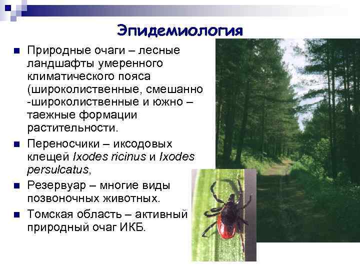     Эпидемиология n  Природные очаги – лесные ландшафты умеренного климатического