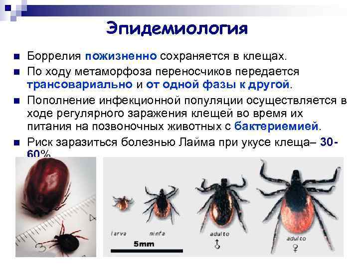     Эпидемиология n  Боррелия пожизненно сохраняется в клещах. n 
