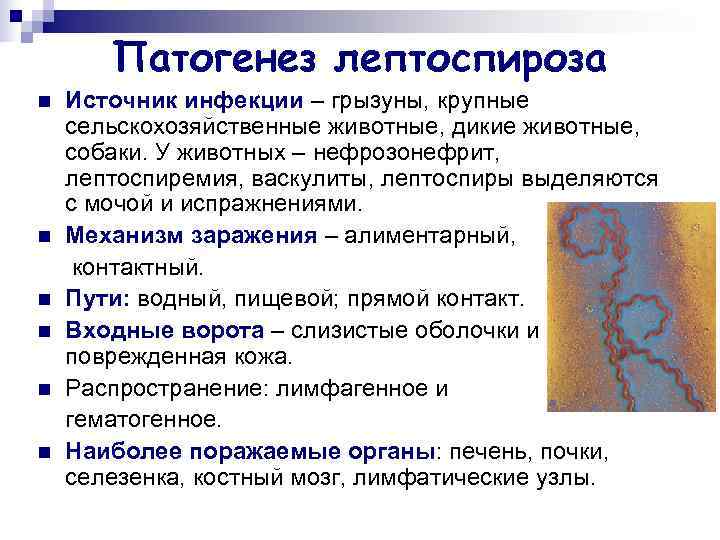   Патогенез лептоспироза n  Источник инфекции – грызуны, крупные сельскохозяйственные животные, дикие