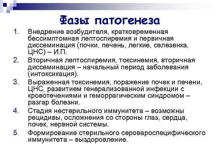    Фазы патогенеза 1.  Внедрение возбудителя, кратковременная бессимптомная лептоспиремия и первичная