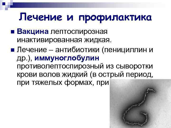   Лечение и профилактика n Вакцина лептоспирозная  инактивированная жидкая. n Лечение –