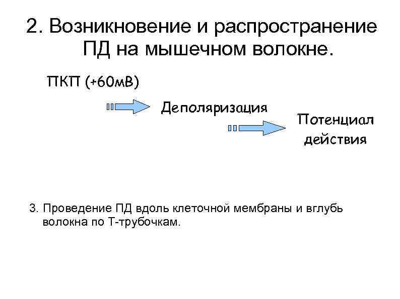 2. Возникновение и распространение  ПД на мышечном волокне.  ПКП (+60 м. В)