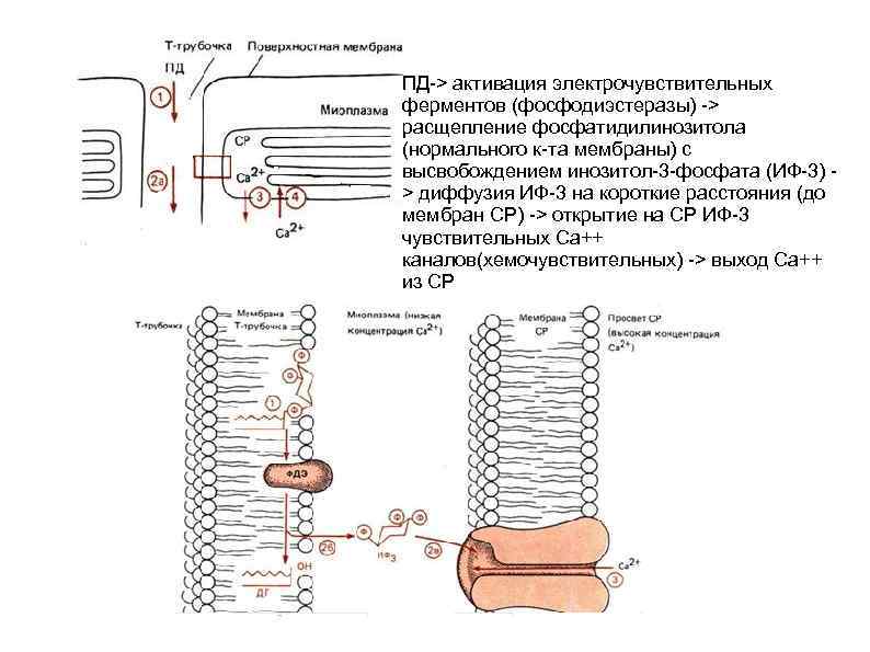 ПД-> активация электрочувствительных ферментов (фосфодиэстеразы) -> расщепление фосфатидилинозитола (нормального к-та мембраны) с высвобождением инозитол-3